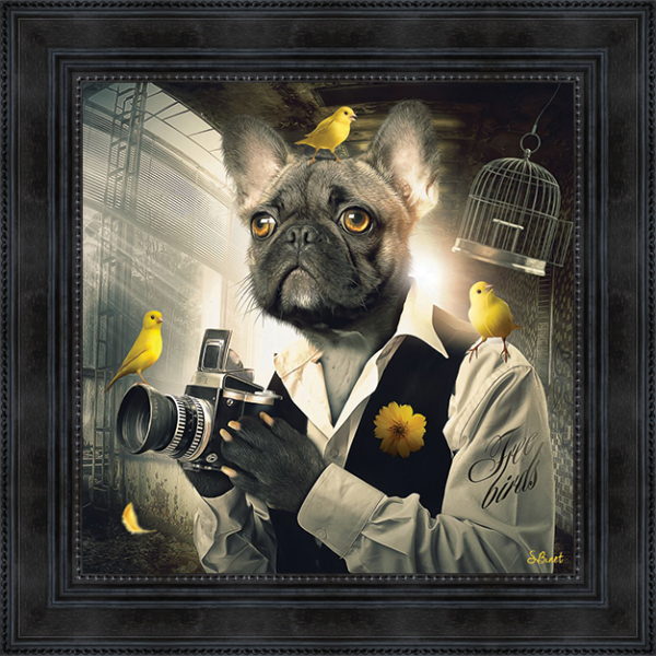 Sylvain Binet - Chien Photo