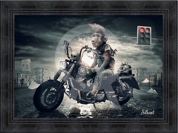 Sylvain Binet - Singe Motard